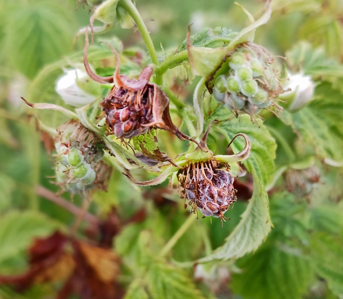 Framboise Cladosporiose Iriis — free download
